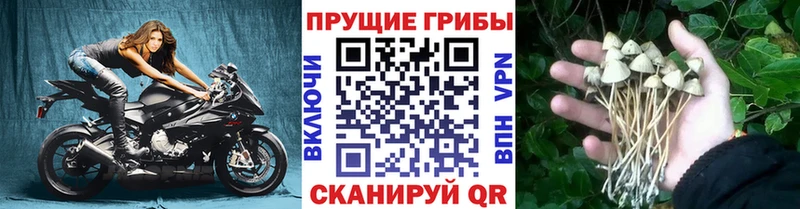 Галлюциногенные грибы мицелий  где можно купить наркотик  Артёмовск 